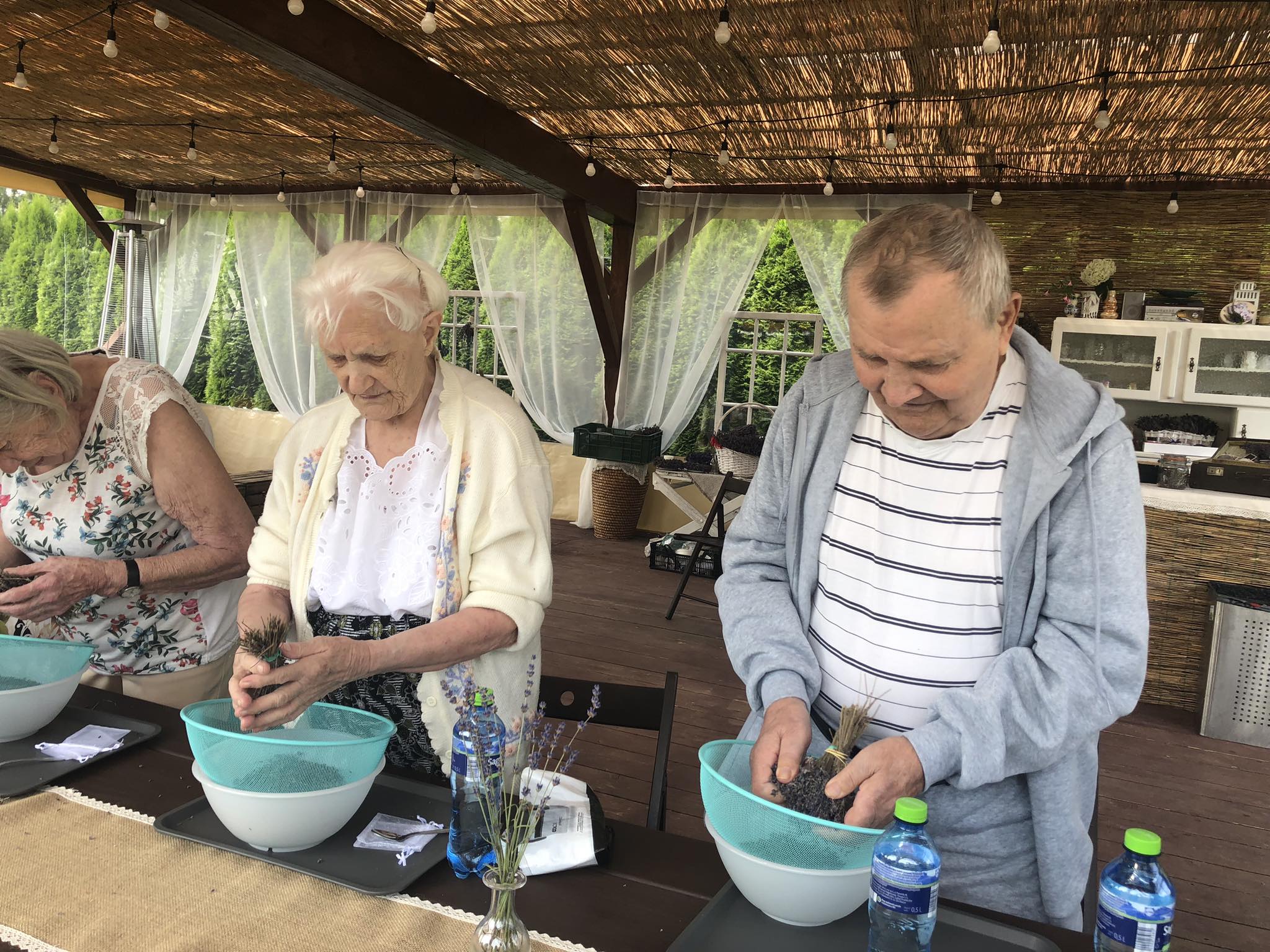 Seniorzy stoją przy stołach i przesiewają lawendę przez sitko