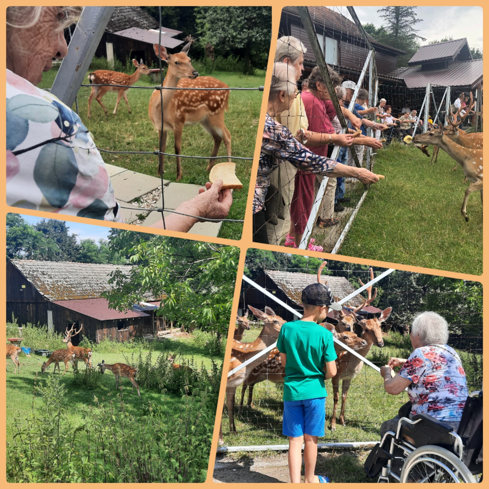 Zdjęcie kolaż -Seniorzy karmią Daniele na Farmie